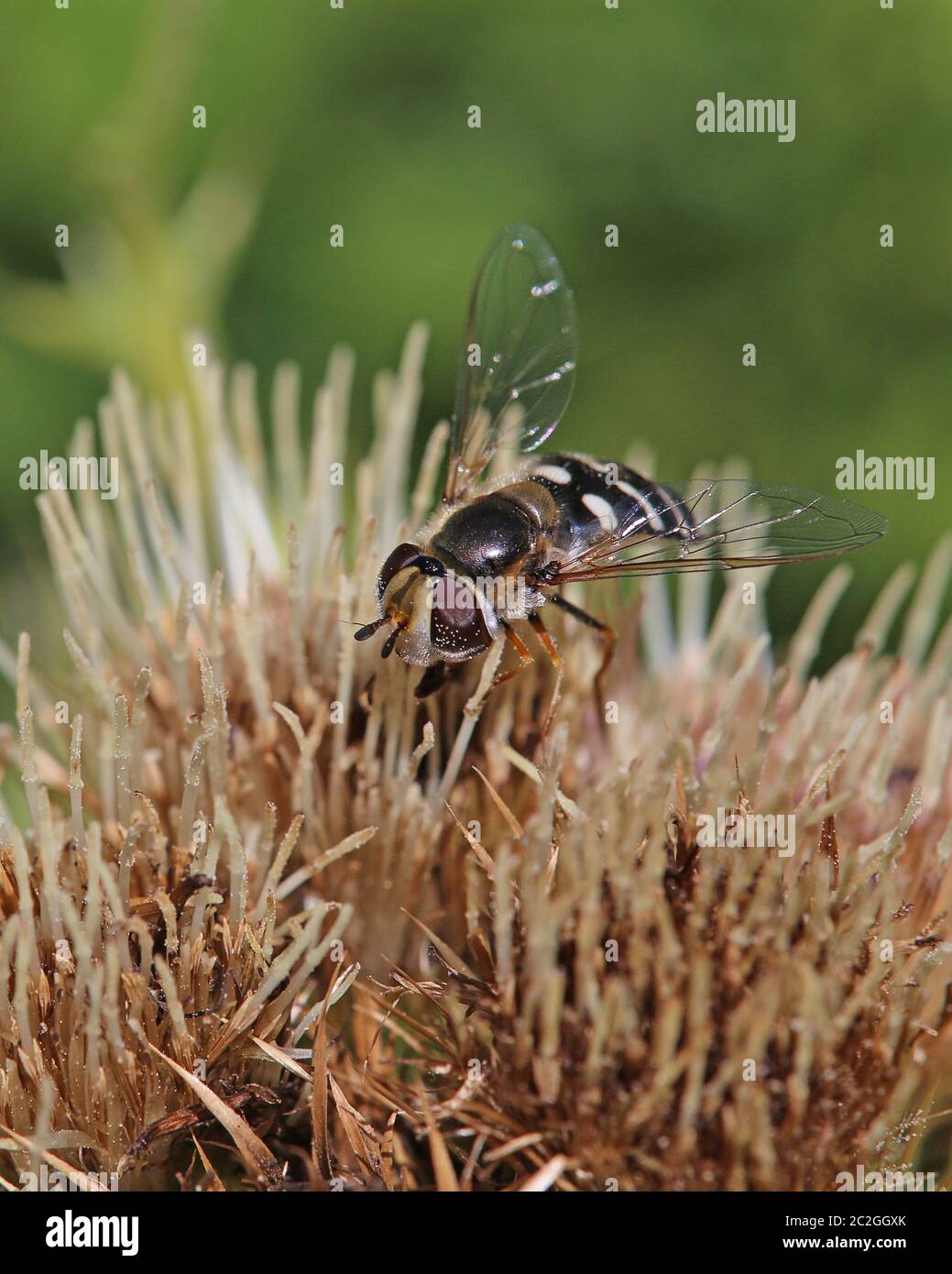 Macro fin grand fronted mouche Scaeva pyrastri Banque D'Images