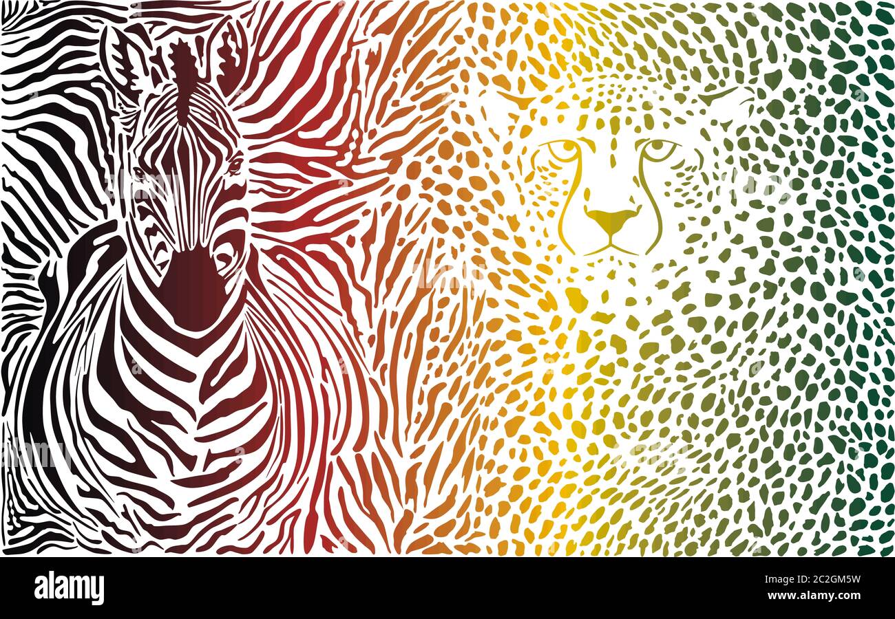 Zebra et cheetah couleur Banque D'Images