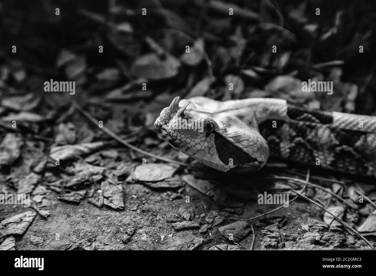 Serpent venimeux sauvage, animal dangereux détail, poison mortel Banque D'Images