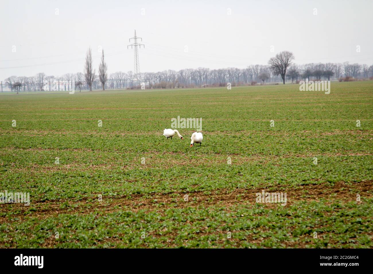 Les cygnes mangent sur un champ de vert frais Banque D'Images