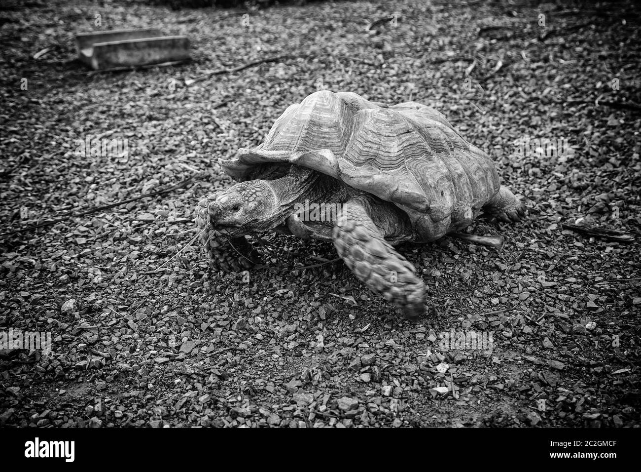 Des tortues sauvages, d'animaux sauvages exotiques Banque D'Images