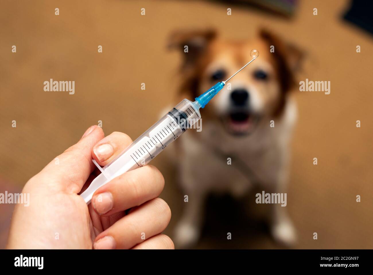 La main avec la seringue et le chien la préparation de l'injection du vaccin sur l'arrière-plan.La vaccination, la Journée mondiale de la rage et de soins de santé pour animaux de concept. Selective focus Banque D'Images