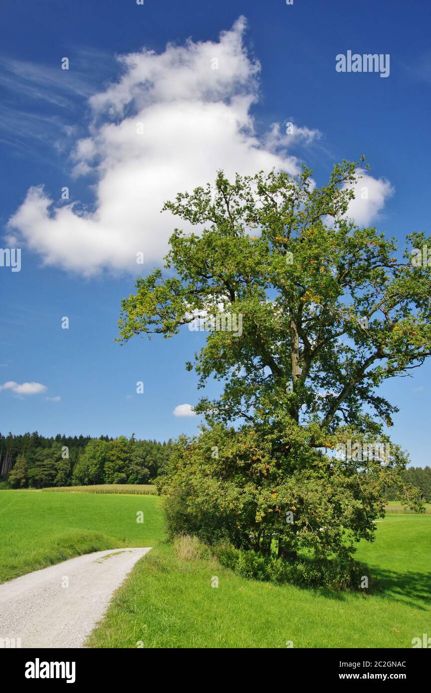 Paysage près de Bad Endorf, haute-Bavière, Allemagne, Europe de l'Ouest Banque D'Images