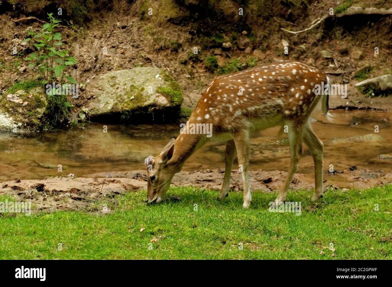 Cerf Banque D'Images
