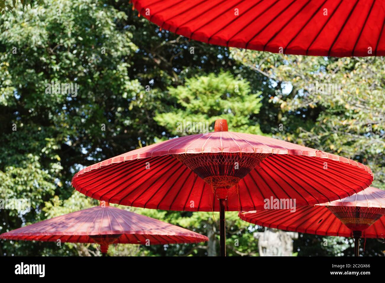 Parapluie rouge et utilisé dans la cérémonie du thé japonais Matcha Banque D'Images