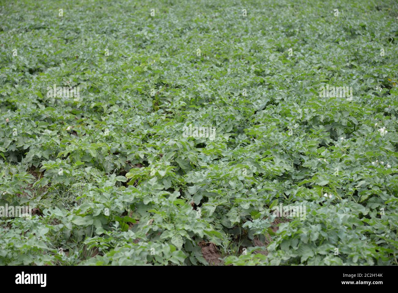 Pommes de terre dans le champ dans la province de Valence, Espagne Banque D'Images