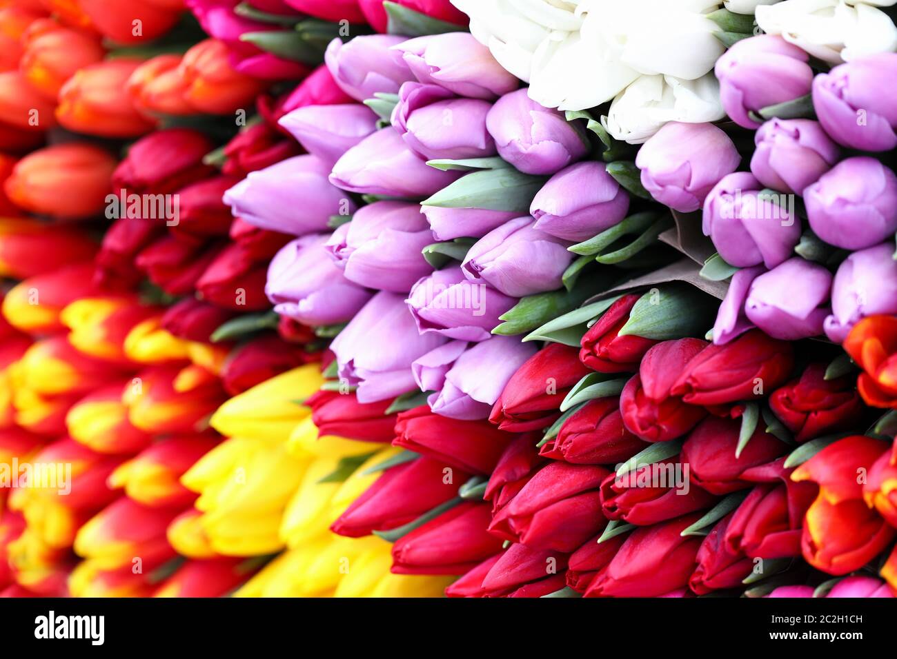 Différents types tulipes, fleurs de printemps vives Banque D'Images