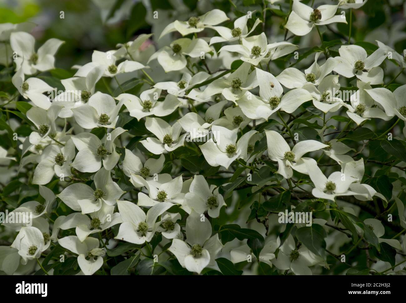 Cornouiller à fleurs asiatiques (Cornus kousa) Banque D'Images