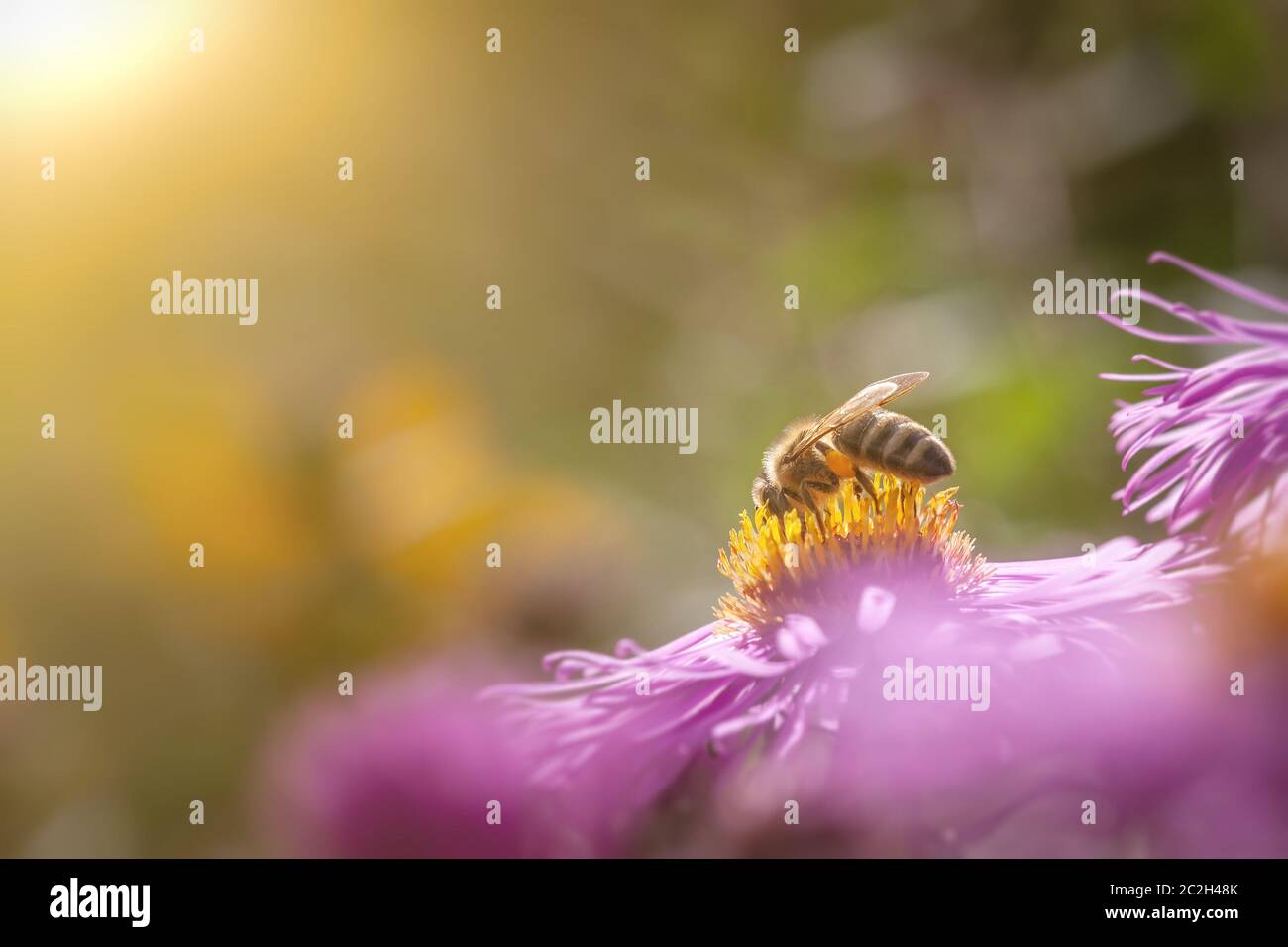 Macro de détail Aster rose avec abeille Banque D'Images