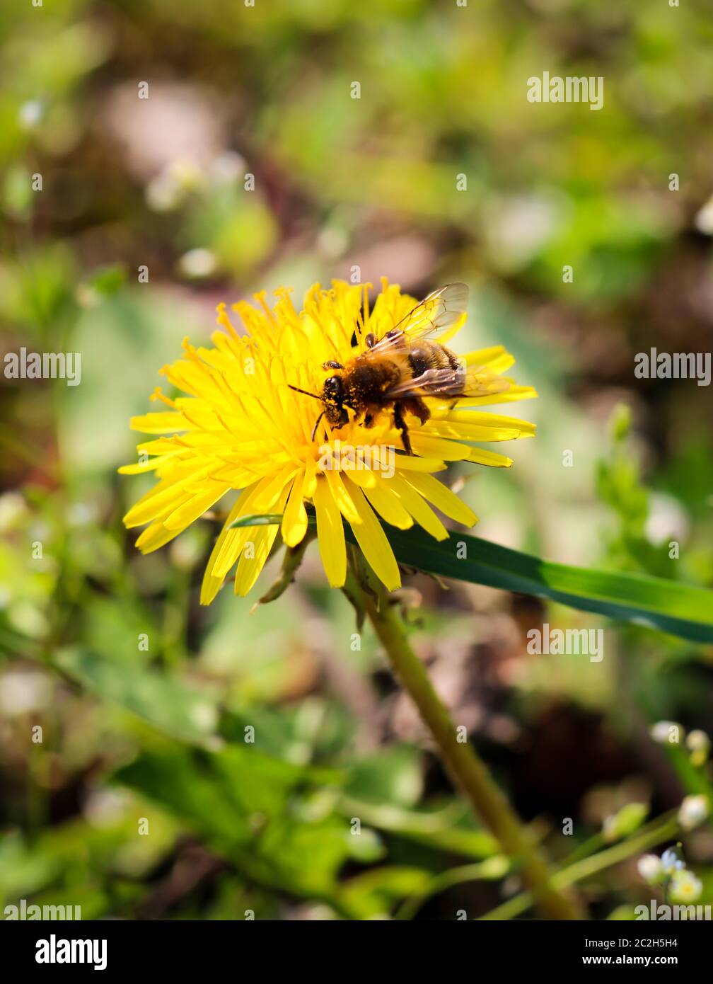 une abeille sur une fleur Banque D'Images