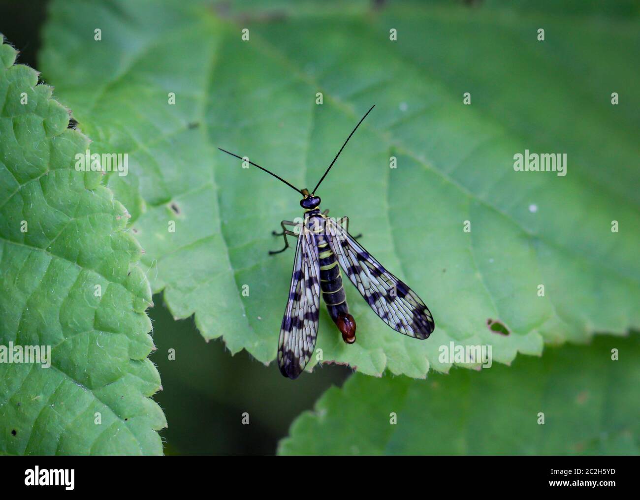 Une mouche, un insecte sur une plante, une mouche de scorpion Banque D'Images