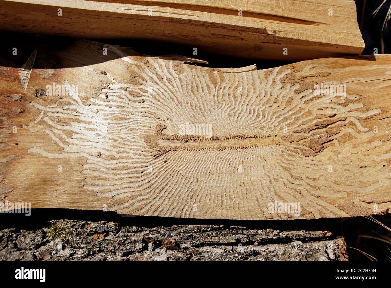 Alimentation de cicatrices, chenilles de vers sur bois de chauffage - vers  de bois Photo Stock - Alamy