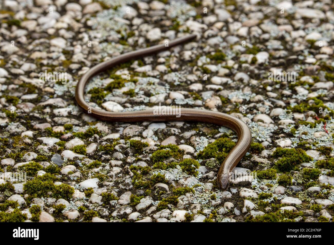 Blindworm et Snake dans la nature Banque D'Images