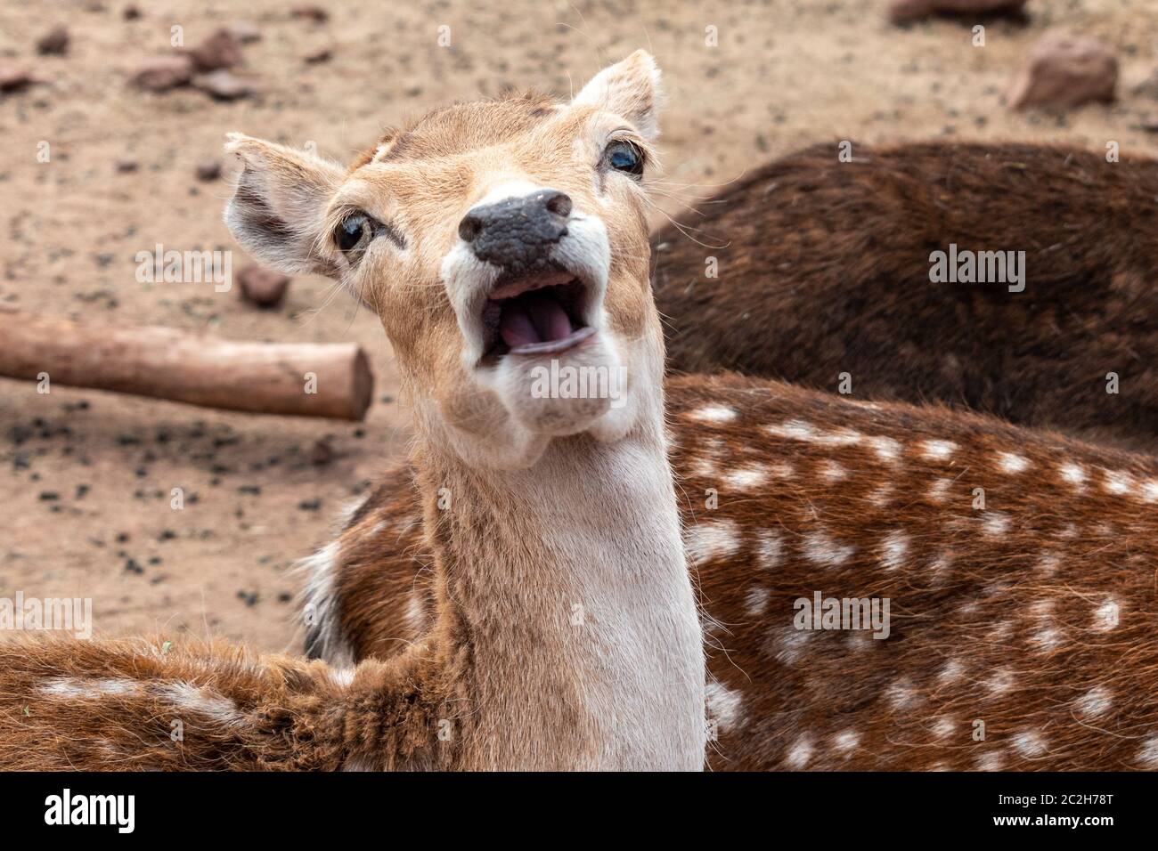 Image amusante d'un visage de cerf Banque D'Images