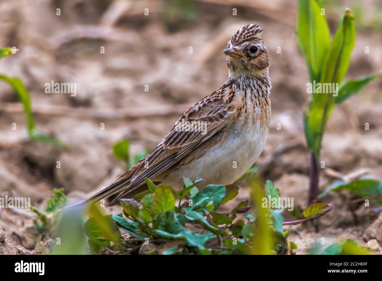 Une politique commune de Skylark est à la recherche de fourrage sur un champ Banque D'Images