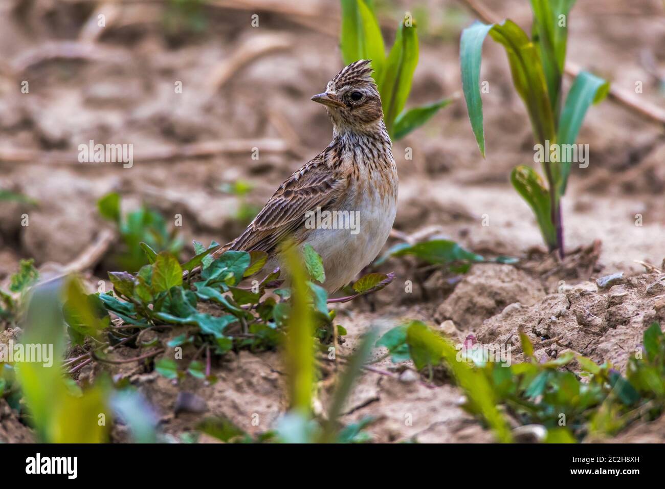 Une politique commune de Skylark est à la recherche de fourrage sur un champ Banque D'Images