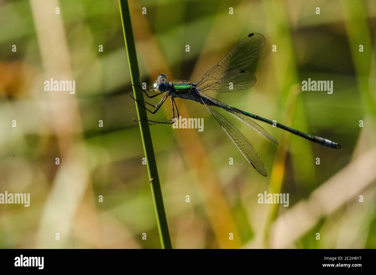 Mouche du saule occidental Banque D'Images