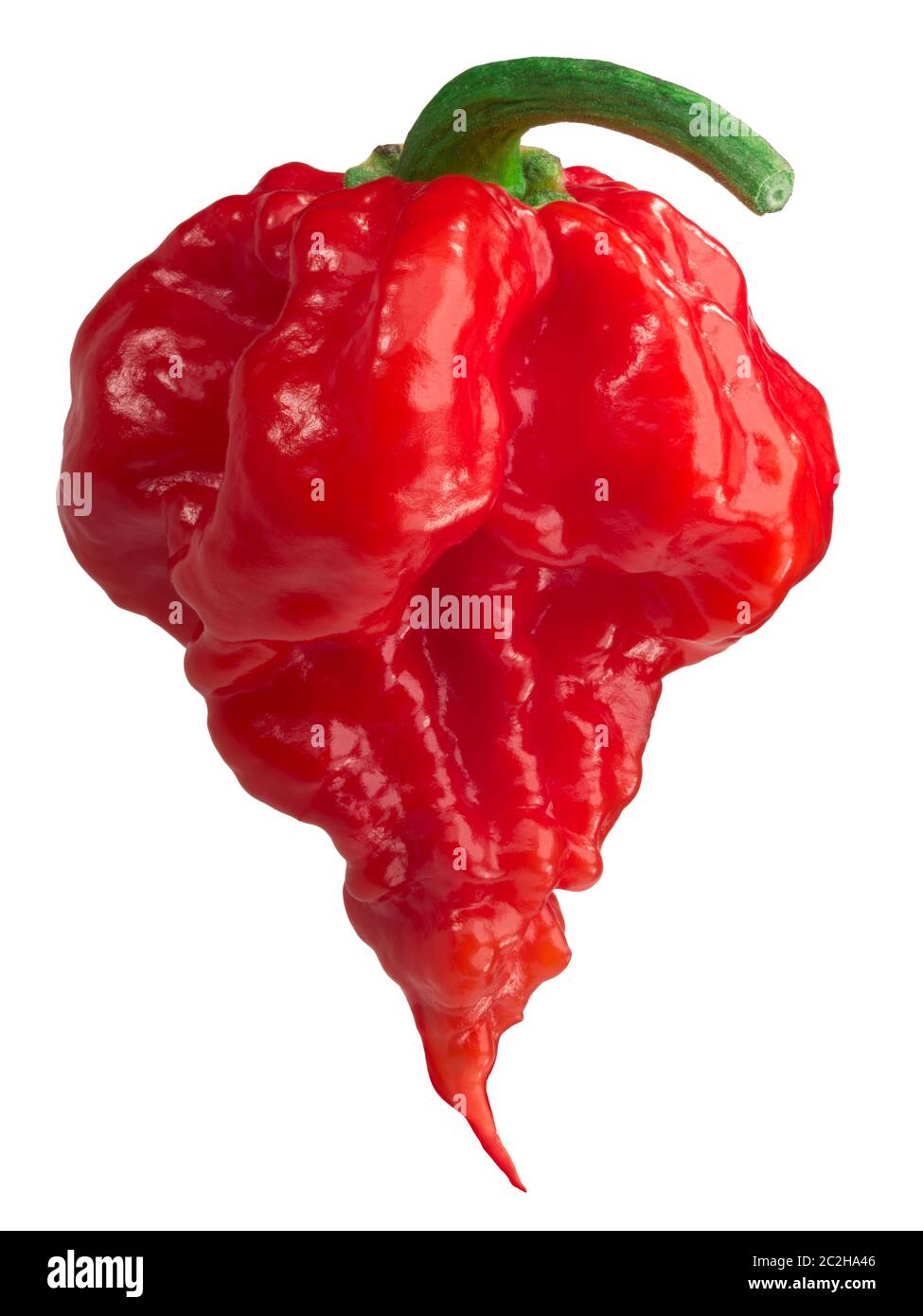 Carolina Reaper, les plus chauds de piment (Capsicum chinense), de fruits mûrs, tout module isolé Banque D'Images