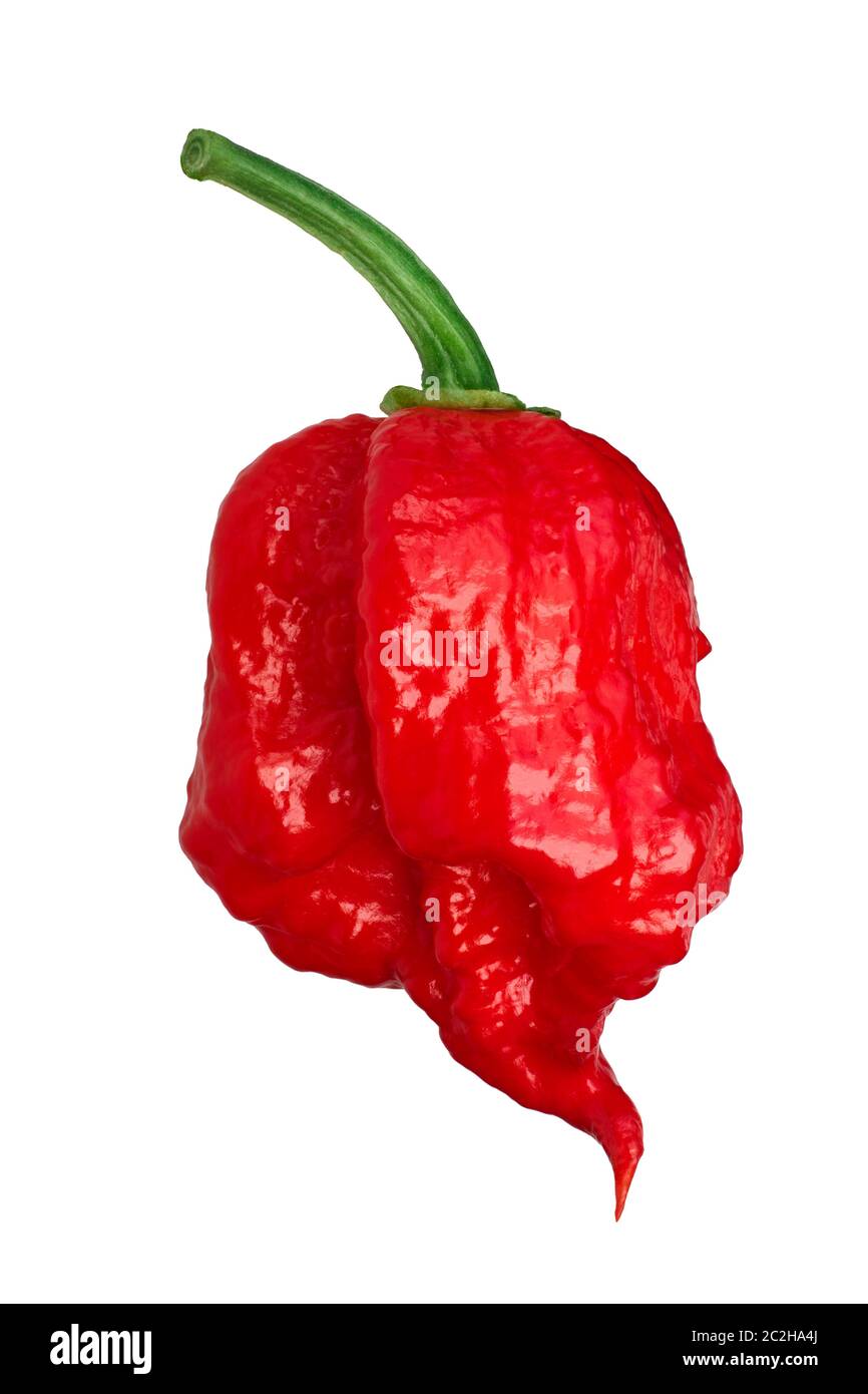 Carolina Reaper, les plus chauds de piment (Capsicum chinense), de fruits mûrs, tout module isolé Banque D'Images