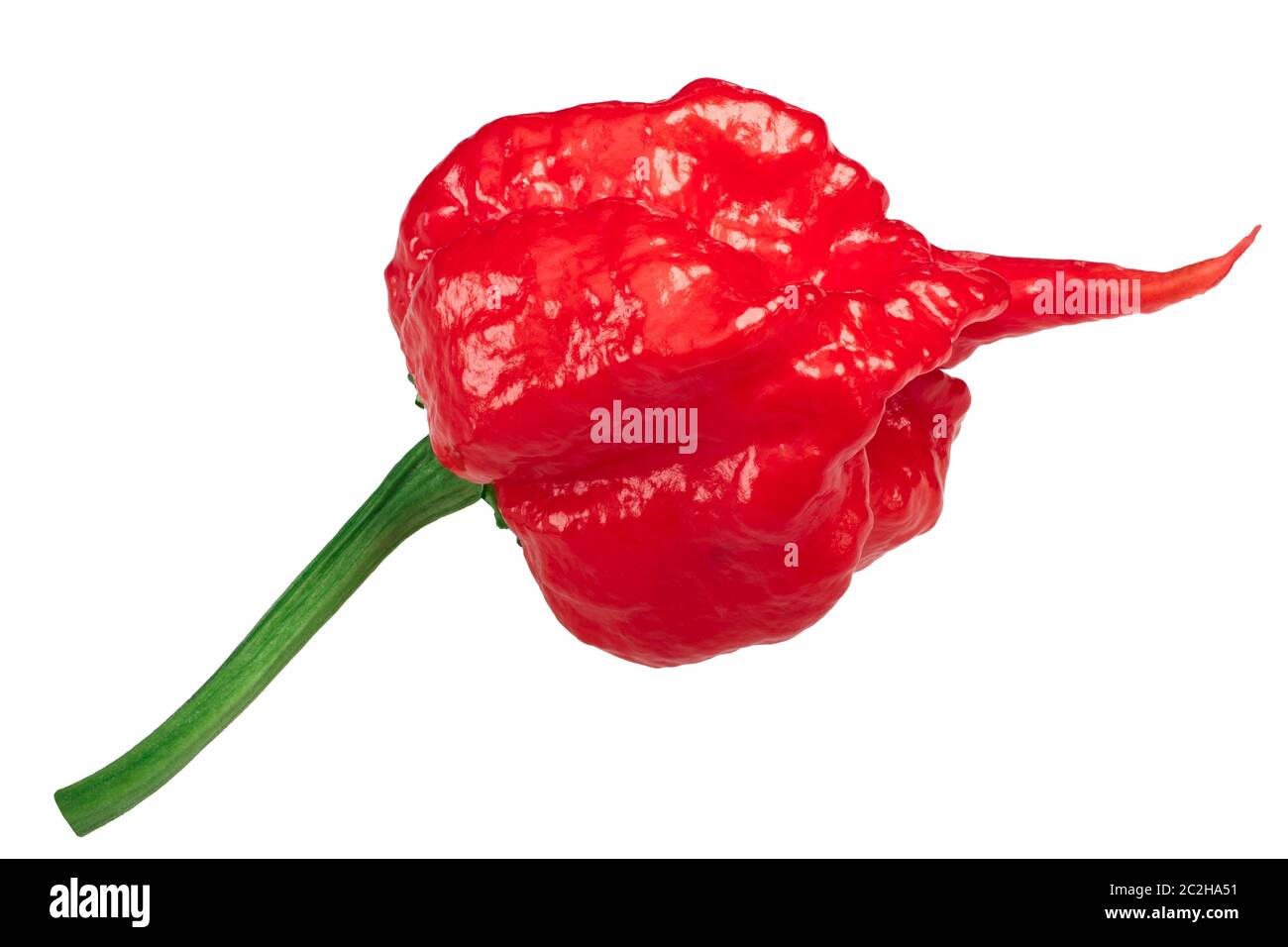 Carolina Reaper, les plus chauds de piment (Capsicum chinense), de fruits mûrs, tout module isolé Banque D'Images