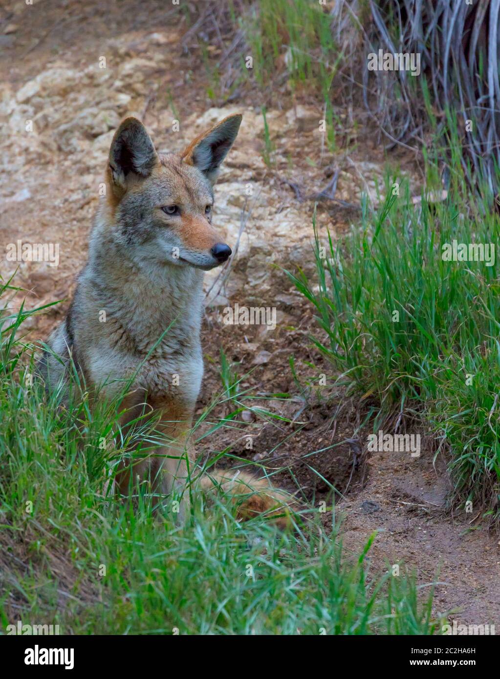 Coyote curieux Banque D'Images Coyote curieux Banque D'Images