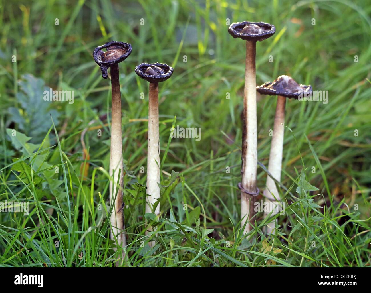Schopftintlinge Coprinus comatus Banque D'Images