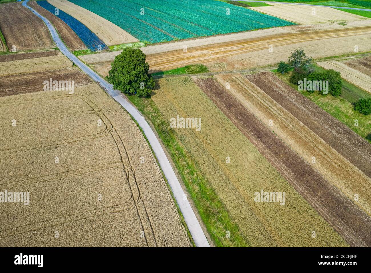 paysage avec grand arbre, champs et une rue à travers Banque D'Images