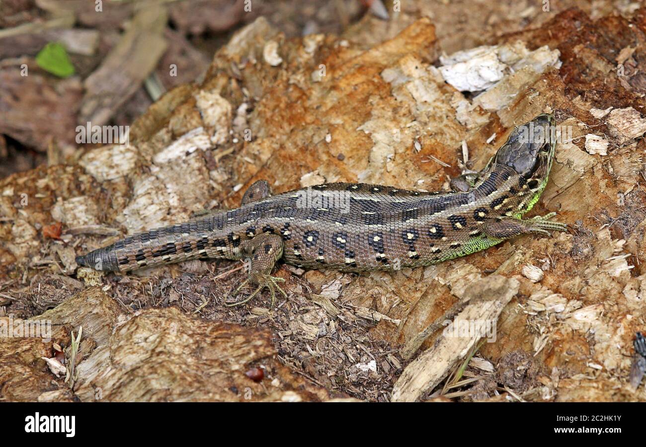 Barrière femelle lézard Lacerta agilis avec queue courte Banque D'Images