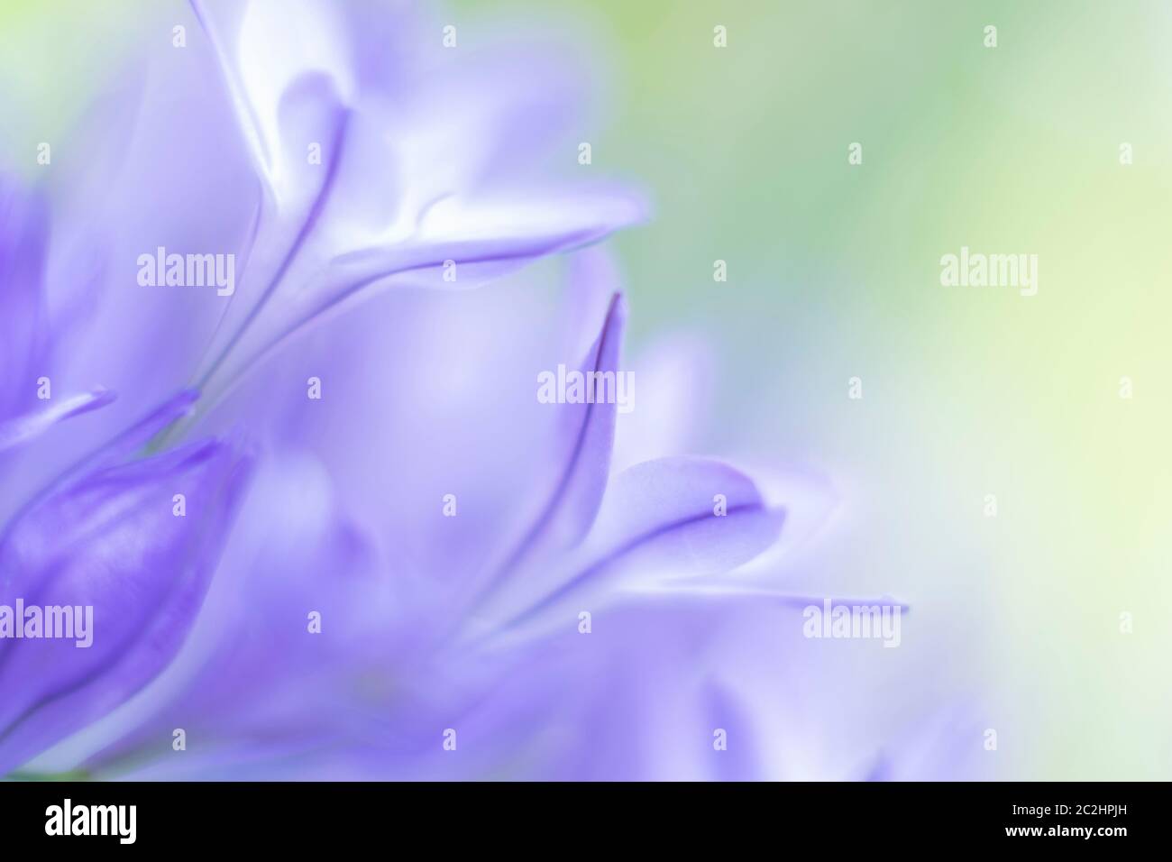 Triteleia laxa, foyer sélectif, beau vert ensoleillé bokeh Banque D'Images