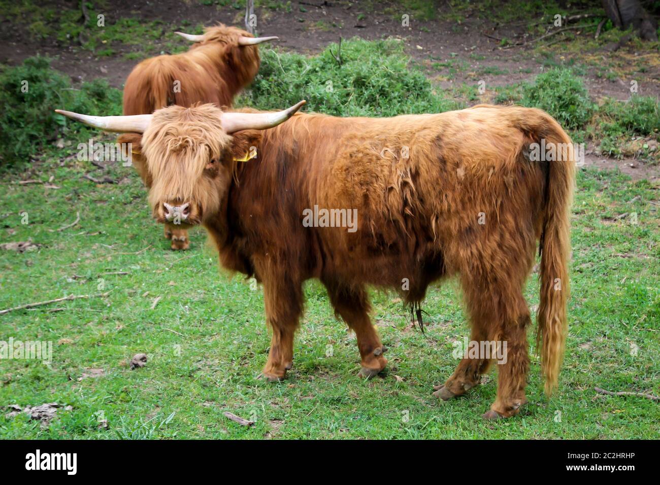 vaches sur le pâturage, une forme d'attitude appropriée à l'espèce Banque D'Images