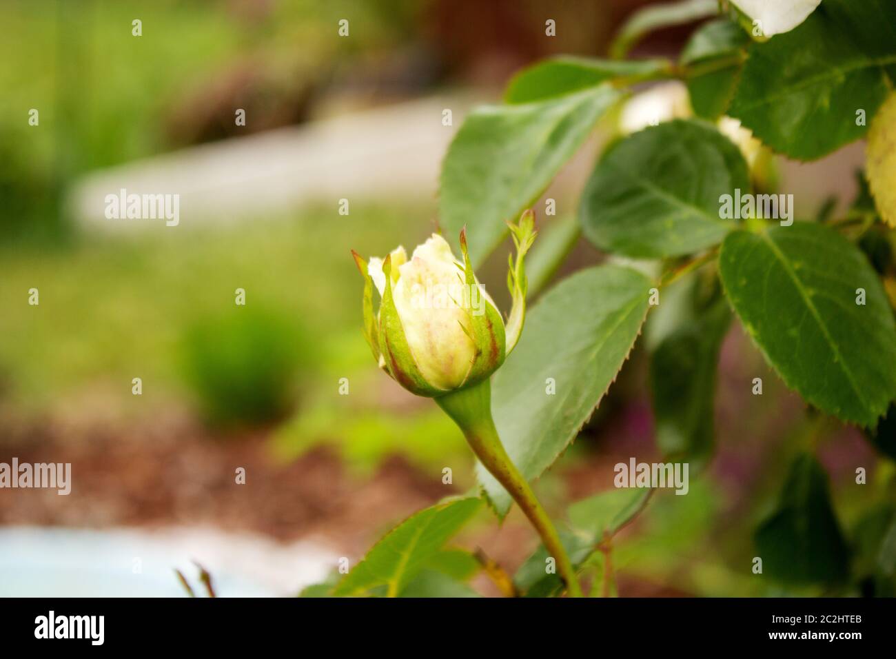 Gros plan d'un bourgeon rose et jaune avec des gouttes d'eau sur les pétales Banque D'Images