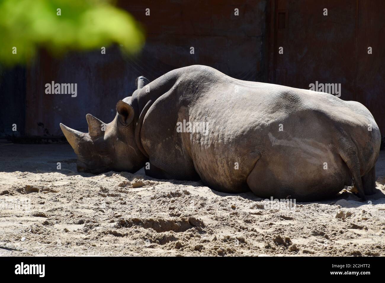 Rhinocéros en train de se poser sur le sol pendant la chaude journée d'été. Banque D'Images