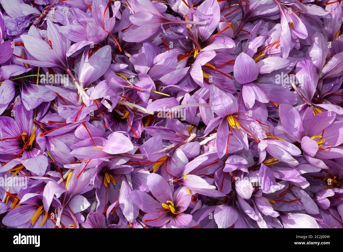 Fleurs de safran Banque de photographies et d'images à haute résolution -  Alamy
