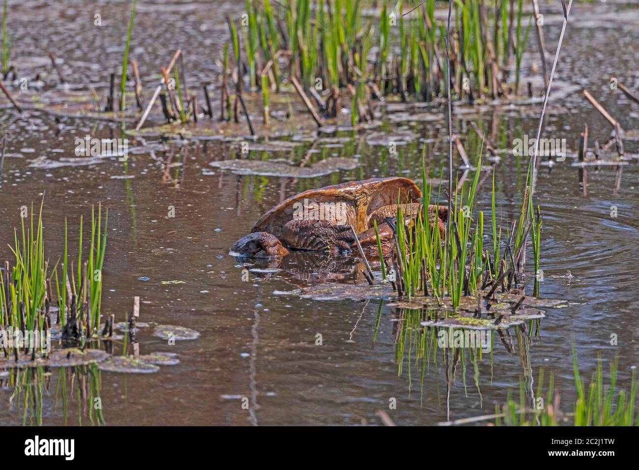 Grande Tortue serpentine se vautrer dans la boue dans le Chincoteague National Wildlife Refuge en Virginie Banque D'Images