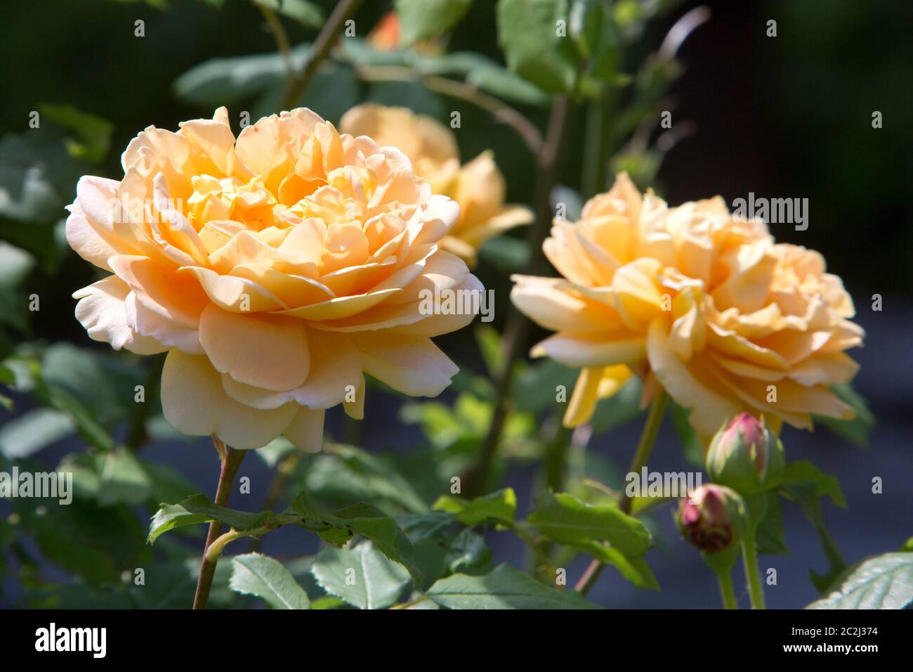 Fleur d'un arbuste jaune rose dans le lit de fleurs Banque D'Images
