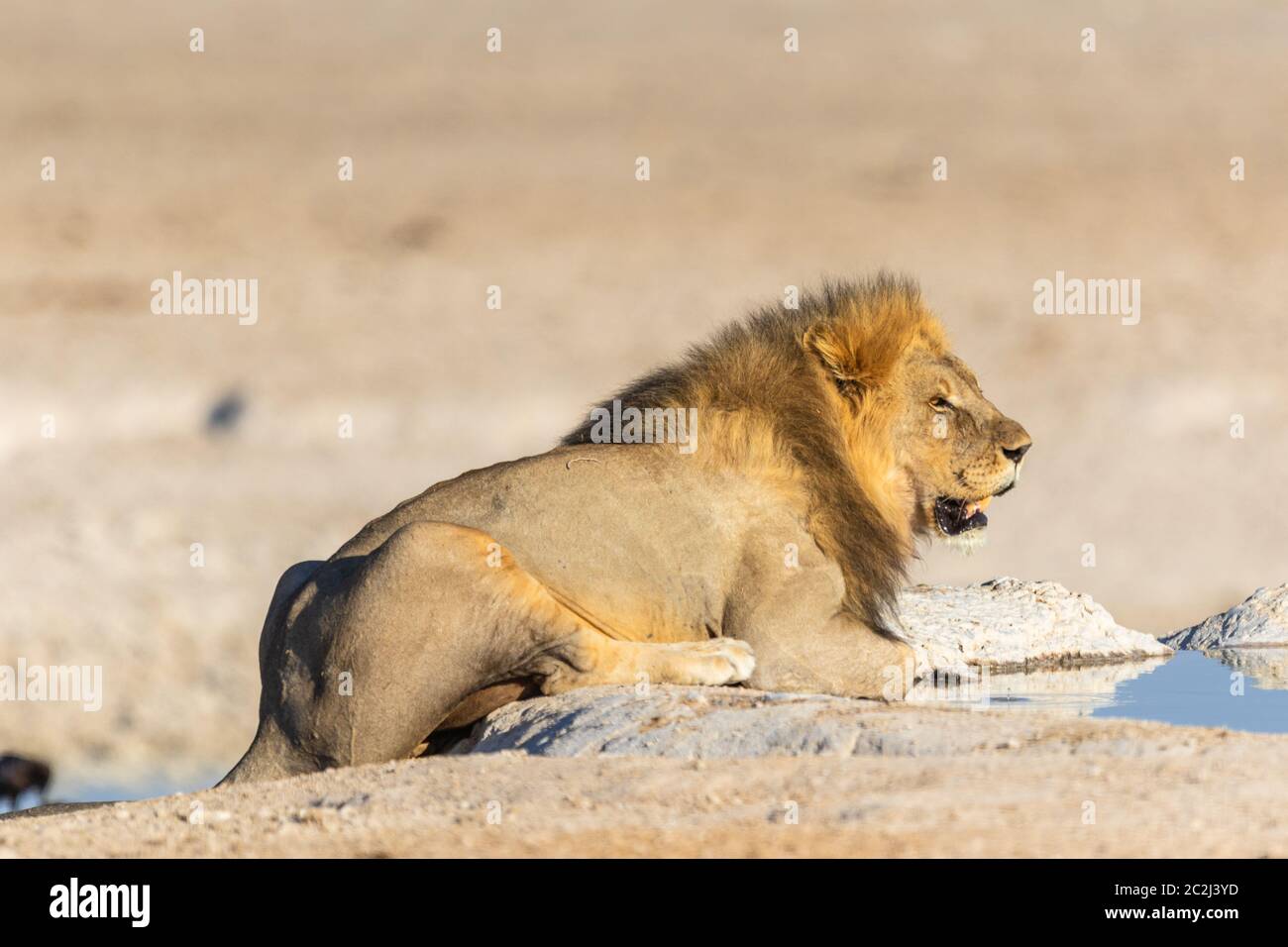 Lion (Panthera leo) en Namibie Banque D'Images