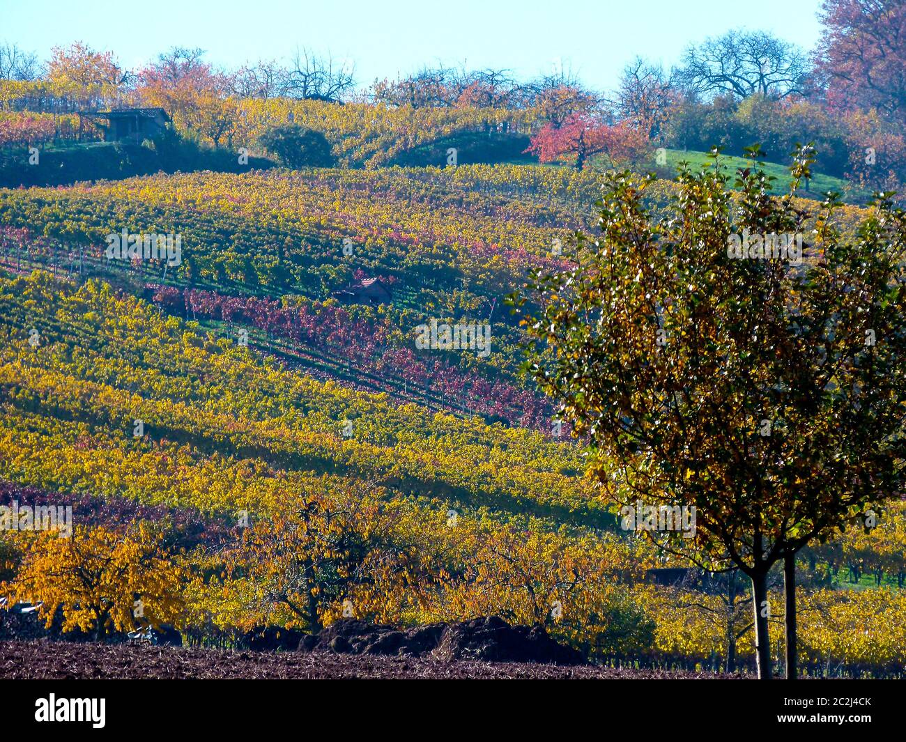 Superbes couleurs d'automne du vignoble dans le sud de l'Allemagne 2 Banque D'Images