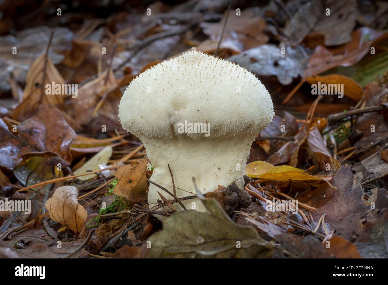 Lycoperdon perlatum blanc sur le sol de la forêt avec le feuillage d'automne et de sapin Banque D'Images