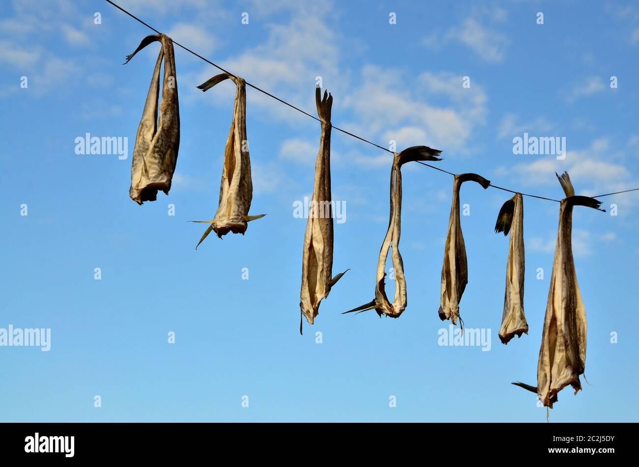 Trockenfisch vor blauem Himmel, Ostgrönland Banque D'Images