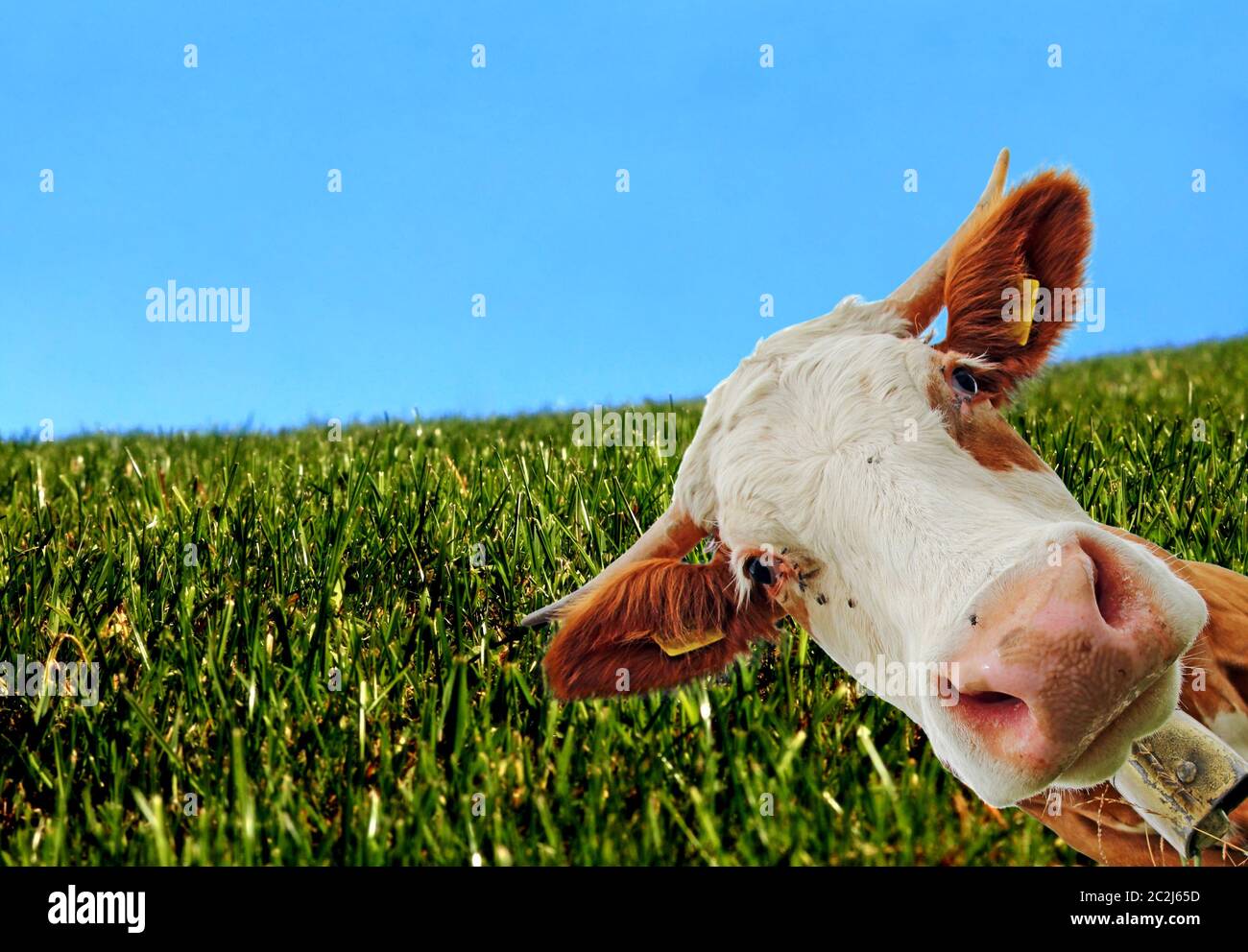 Une vache curieuse. Curieux Simmental vache Banque D'Images