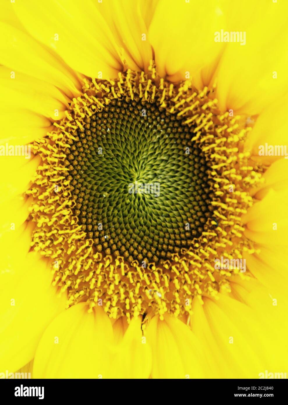 'Sunshine Equation' - un tournesol commun montre les mathématiques de la nature, la séquence Fibonacci Banque D'Images