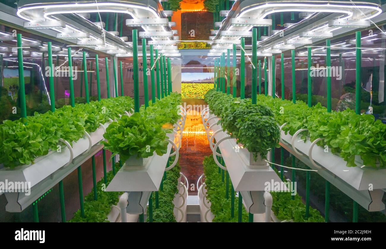 Culture sans soillis de légumes sous lumière artificielle. Jardin potager hydroponique biologique. ÉCLAIRAGE LED ferme intérieure, Agriculture T Banque D'Images