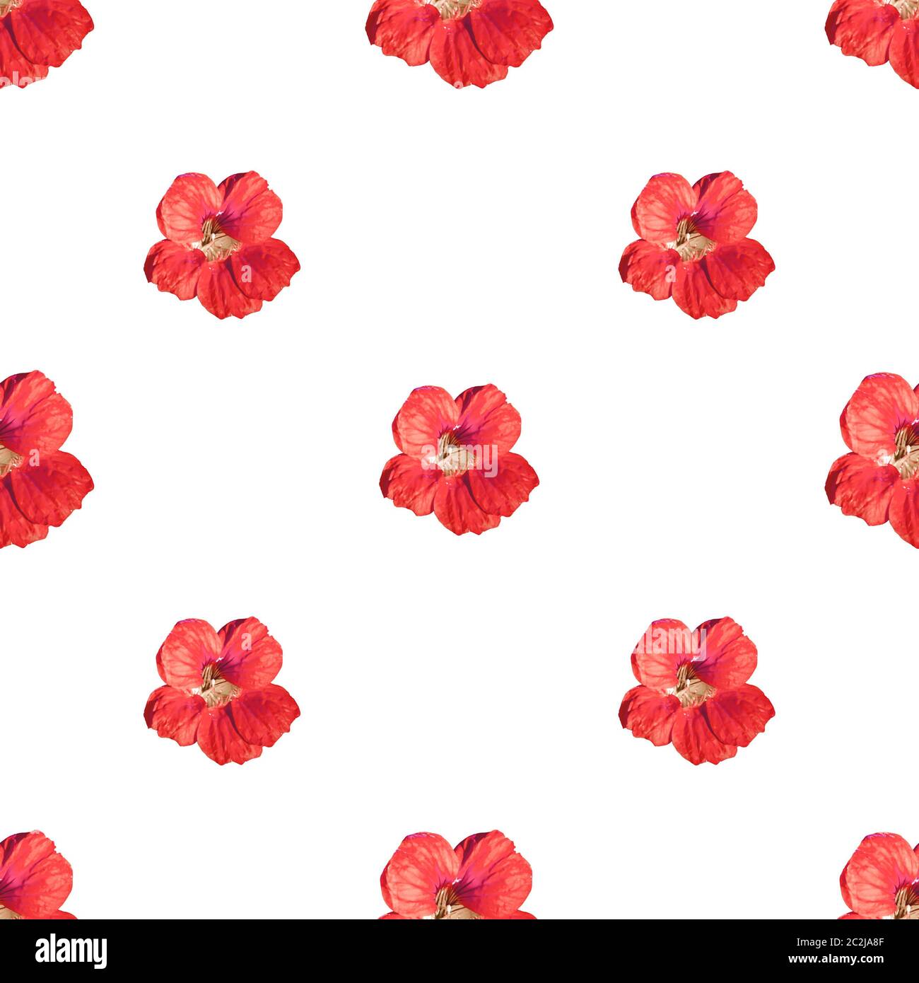Motif fleurs beauté motif sans couture Banque D'Images