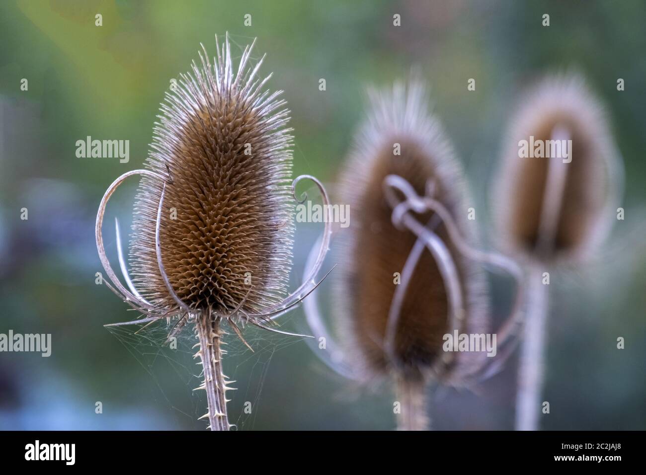 Wild Card Banque D'Images