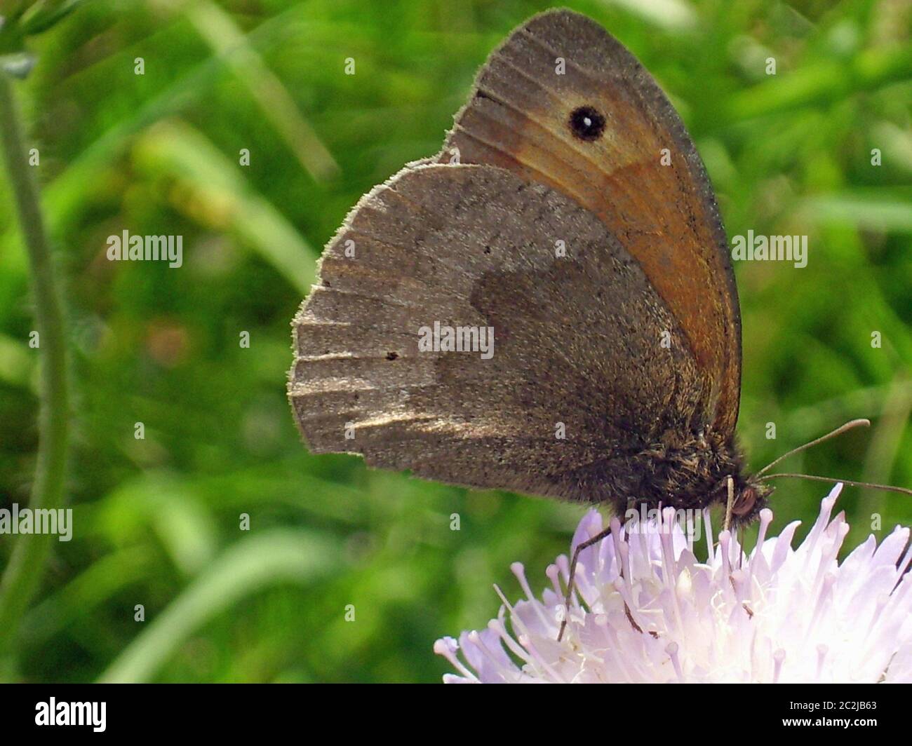 Papillon brun de prairie (Maniola jurtina) se nourrissant de fleurs de champ scabieux (Knautia arvensis). La montre le dessous des ailes avec un arrière-plan de Banque D'Images