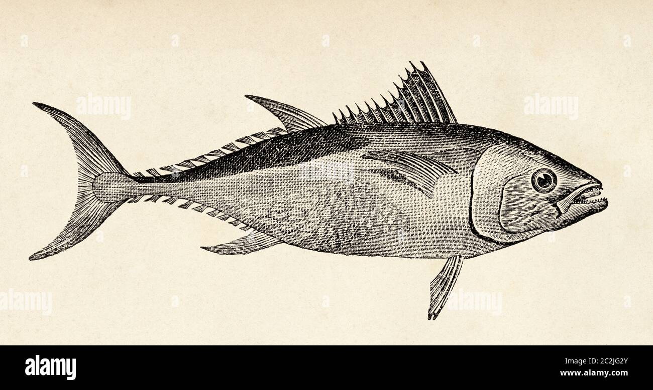 Thunnus thynnus. Le thon rouge de l'Atlantique, espèce de thon de la famille des Scombridae. Illustration gravée du XIXe siècle, El Mundo Ilustrado 1880 Banque D'Images