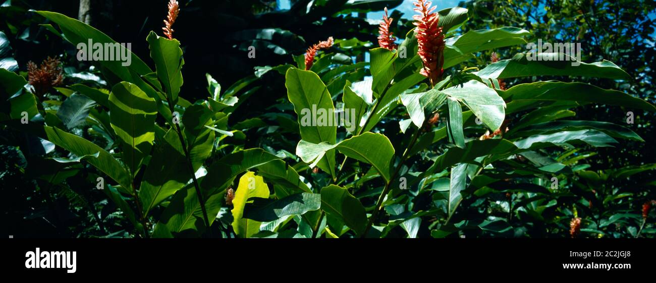 Soufrière St Lucia Diamond Botanical Gardens fleurs de gingembre sauvage Banque D'Images