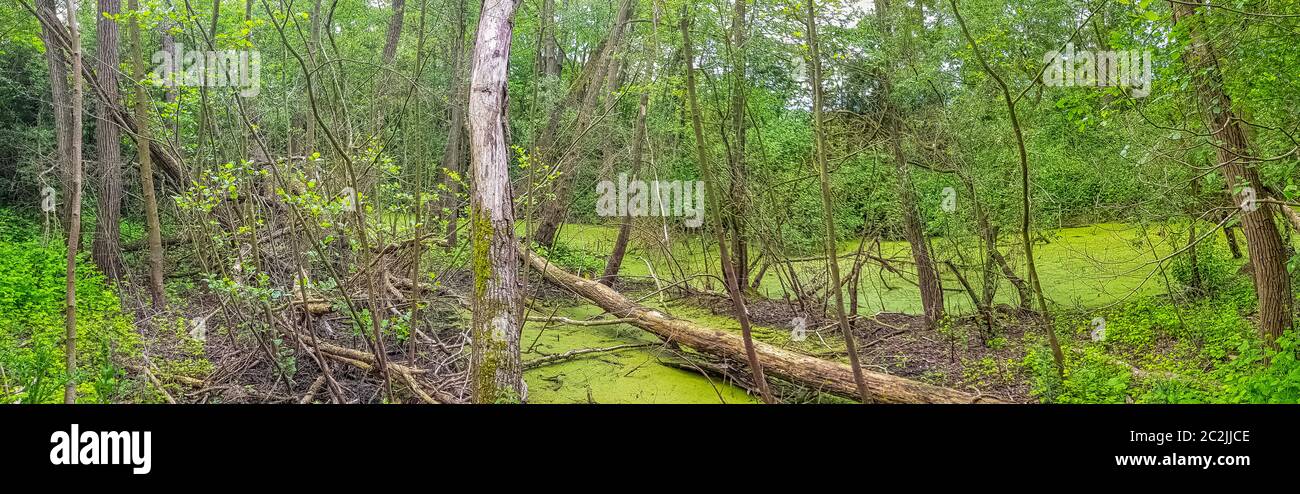Partie sauvage du Parc naturel des Pates (Parc naturel du Pates) à Meaux, France Banque D'Images