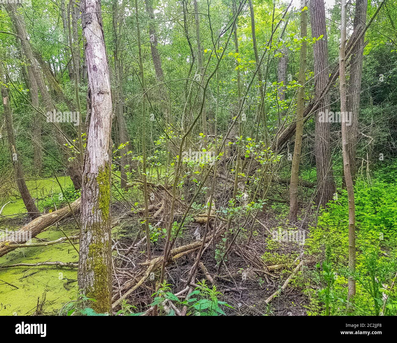 Partie sauvage du Parc naturel des Pates (Parc naturel du Pates) à Meaux, France Banque D'Images