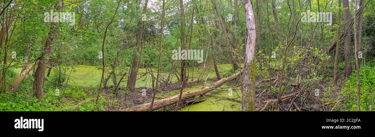 Partie sauvage du Parc naturel des Pates (Parc naturel du Pates) à Meaux, France Banque D'Images